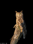 Afrique du sud / Grand-duc africain / Spotted Eagle-owl (Bubo africanus)