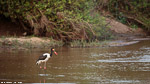Afrique du Sud / Jabiru / Saddle billed stork  (Ephippiorynchus senegalensis)