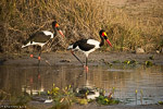 Afrique du Sud 2013 / Jabiru / Saddle billed stork  (Ephippiorynchus senegalensis)