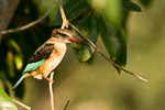 Afrique du Sud / Martin-chasseur à tête brune / brown-hooded kingfisher (Halcyon albiventris)