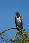 Kenya / Aigle martial / Martial eagle (Polemaetus bellicosus)