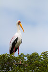 Kenya / Ibis tantale / Yellow-billed stork (Mycteria ibis)