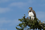 Kenya / Aigle martial / Martial eagle (Polemaetus bellicosus)