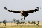 Kenya / Vautour africain / White-backed vulture (Gyps africanus)