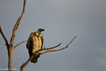 Kenya / Vautour chassefiente / Cape vulture (Gyps coproteres)
