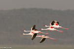 Kenya / Flamand nain / Lesser flamingo (Phoeniconaias minor)