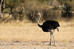 Zimbabwe / Autruche / Ostrich (Struthio camelus)