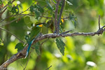 Zimbabwe / Guêpier à queue d'arronde / Swallow-tailed Bee-eater (Merops hirundineus)