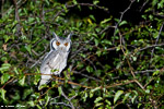 Afrique du sud / Petit-duc de grant / Southern white-faced scops owl (Ptilopsis granti)
