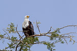 Ouganda / Pygargue vocifère / African fish eagle (Haliaeetus vocifer)