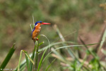 Ouganda / Martin-pêcheur huppé / Malachite Kingfisher (Corythornis cristatus)