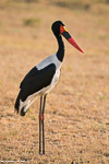 Afrique du sud / Jabiru / Saddle billed stork  (Ephippiorynchus senegalensis)