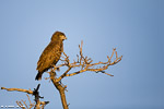 Afrique du sud / Circaète brun / Brown snake eagle (Circaetus cinereus)