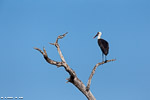 Afrique du sud / Cigogne épiscopale / Woolly-necked stork (ciconia episcopus)