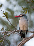 Afrique du sud / Martin chasseur du sénégal / Woodland kingfisher (Halcyon senegalensis)