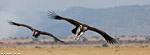 Kenya / Vautour oricou / Lappet-faced vulture (Torgos tracheliotus)