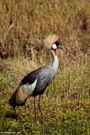 Kenya / Grue couronnée - Grey crowned crane (Balearica regulorum)