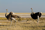 Etosha / Autruche / Ostrich (Struthio camelus)