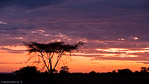 Tanzanie / Serengeti
