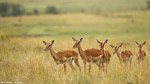 Kenya / impala