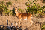 Afrique du sud / impala