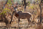 Afrique du sud / kudu