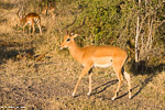 Botswana / impala