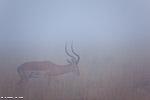 Kenya / impala