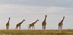 Kenya / Masai Mara
