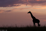 girafe at dusk / Masai Mara Kenya