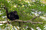 Ouganda / Chimpanze - Pan troglodytes