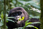Ouganda - Bwindi / Gorille des montagnes - Moutain Gorilla - Gorilla gorilla beringei