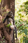 Tanzanie Manyara / Cercopithèque à diadème - Diademed monkey - Cercopithecus mitis
