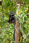 Tanzanie Manyara / Cercopithèque à diadème - Diademed monkey - Cercopithecus mitis
