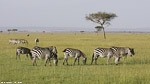 Kenya / Masai Mara