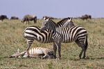 tanzanie / Serengeti