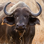 Afrique du Sud / Buffle - African buffalo - Syncerus caffer