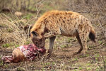 Afrique du Sud / Hyène tachetée - Spotted hyena - Crocuta crocuta