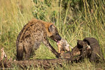 Afrique du Sud 2013 / Hyène tachetée - Spotted hyena - Crocuta crocuta