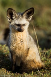 Kenya / Otocyon - Bat-eared fox - Otocyon megalotis