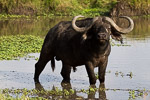 Kenya / Buffle - African buffalo - Syncerus caffer