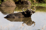 Kenya / Buffle - African buffalo - Syncerus caffer