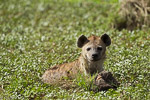 Kenya / Hyène tachetée - Spotted hyena - Crocuta crocuta