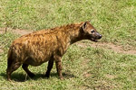 Kenya / Hyène tachetée - Spotted hyena - Crocuta crocuta