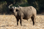 Zimbabwe / Buffle - African buffalo - Syncerus caffer