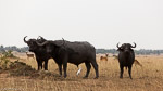 Ouganda / Buffle - African buffalo - Syncerus caffer