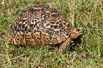 Kenya / tortue léopard - leopard tortoise -Stigmochelys pardalis