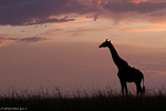 girafe at dusk / 37