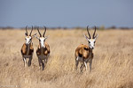 Namibie / springbok
