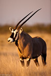 Namibie / oryx